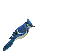 prenom i